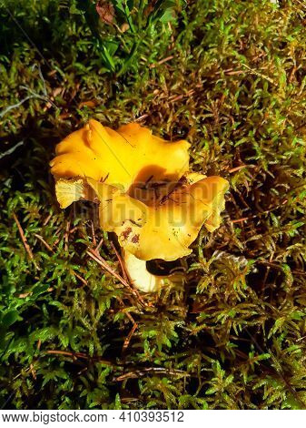 Big Yellow Chantarelle Mushroom On The Forest Ground. Mushrooms In The Forest