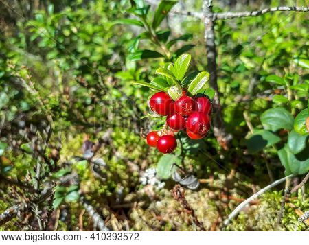 Perfect Ripe , Red Lingonberries On A Shrub In The Forest Betweer Shrubs And Leaves. Autumn Vibes