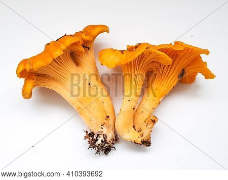 Group Of Yellow Chantarelle Mushrooms On White Background