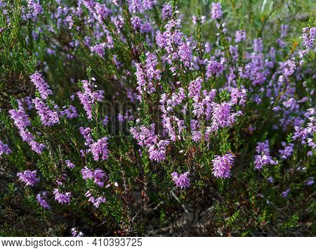 Close Up Shot Of Pink Common Heather Flowering Plant