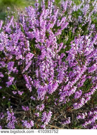 Pink Common Heather Flowering Plant In A Swamp