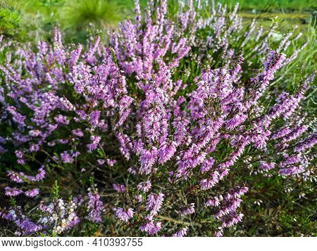 Pink Common Heather Flowering Plant In A Swamp