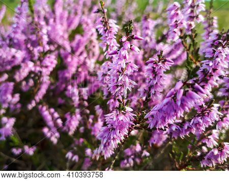 Macro Shot Of Pink Common Heather Flowering Plant
