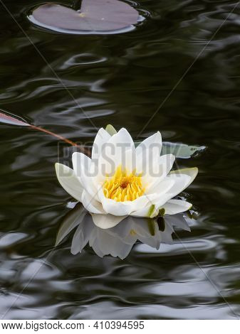 Delicate White Water-lily Flower Blooming With Yellow Middle And Its Reflection In The Lake Water