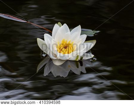 Delicate White Water-lily Flower Blooming With Yellow Middle And Its Reflection In The Lake Water