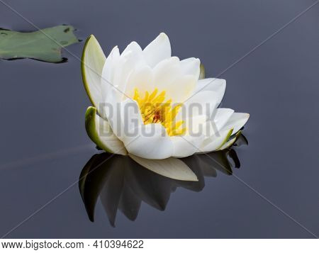 Delicate White Water-lily Flower Blooming With Yellow Middle And Its Reflection In The Calm Lake Wat