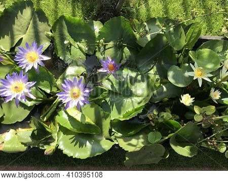 Kampong Spue,cambodia, March 1st, 2021: The Water Lily Is Beautiful, Background