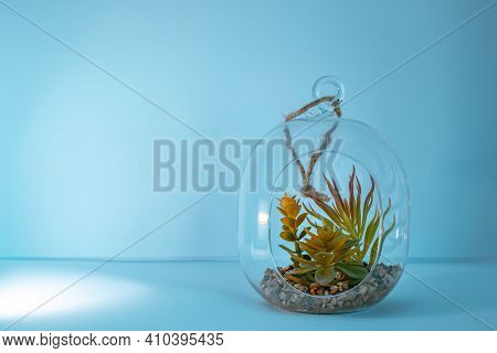Tillandsia Air Plant With Stones In A Glass Jar Ocean Vibe Wall Mockup