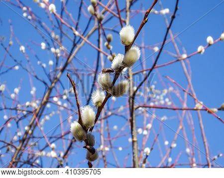 Macro Shot Of Blossoming Pussy-willow With Blue Sky Background. The First Signs Of Spring Expression