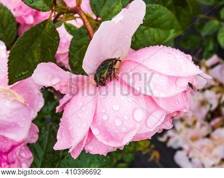 Green And Copper Rose Chafer (cetonia Aurata) On A Pink Rose Petals Covered With Water Drops. Side V