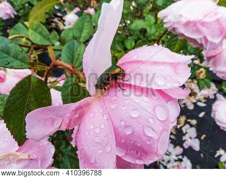 Green And Copper Rose Chafer (cetonia Aurata) On A Pink Rose Petals Covered With Water Drops. Side V
