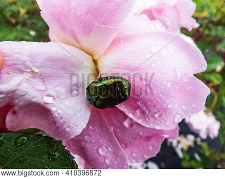Green And Copper Rose Chafer (cetonia Aurata) On A Pink Rose Petals Covered With Water Drops. Top Vi