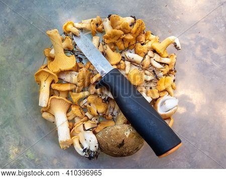 Foraging. Latvian And Russian Mushroom Picking Tradition On Autumn - Plastic Bucket With Golden Chan