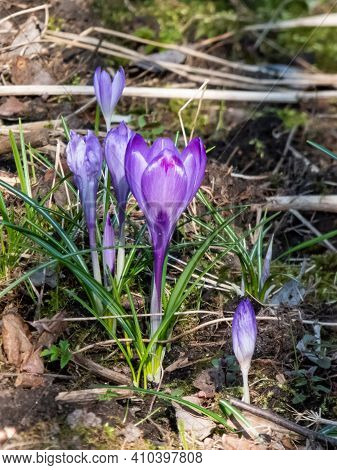 Early Spring Bright Violet Crocus Chrysanthus Flowers In Sunlight. Early Spring Flower. Vibrant Colo
