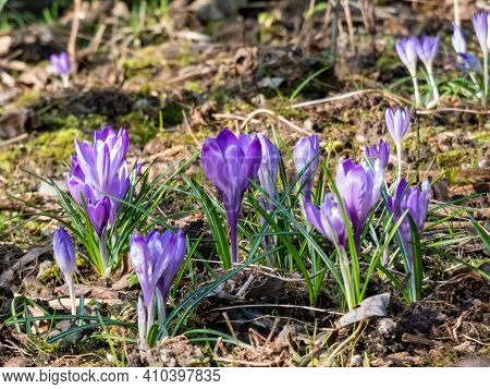 Group Of  Early Spring Bright Violet Crocus Flowers In Different Sizes Bloom In Sunlight Between Gre