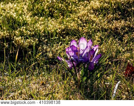 Group Of  Early Spring Bright Violet Crocus Chrysanthus Flowers In Different Sizes In Golden Hour Li