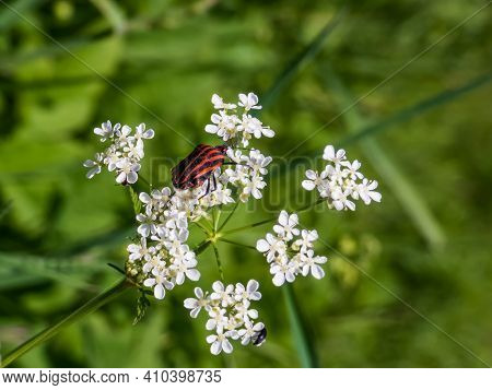 Striped Black And Red Shield Bug On A White Flower With Green Background
