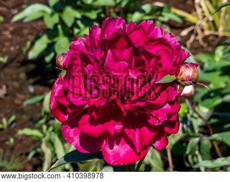 Common Garden Peony (paeonia Lactiflora) Flower Blossom