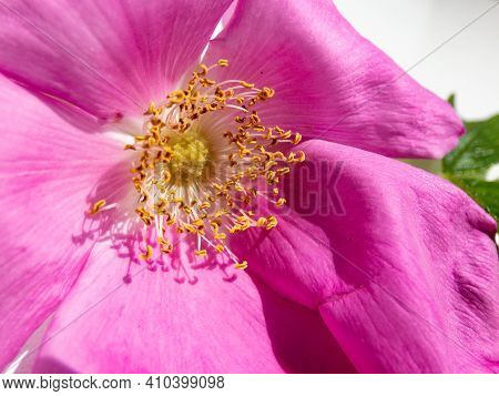 Rugosa Rose Or Beach Rose (rosa Rugosa) In Bloom With Foliage On Sunlight Isolated On White Backgrou