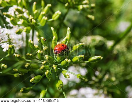 The Adult Two-spot Ladybird (adalia Bipunctata) In A Green Flower In Sunlight On Summer. View From B