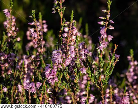 Macro Shot Of Pink Common Heather Flowering Plant