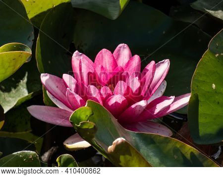 Beautiful Bright Pink Water-lily Flower Blooming With Yellow Middle On Green Leaves In Sunlight