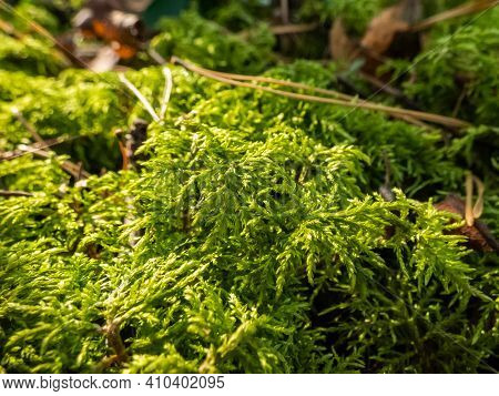 Forest Floor Carpet Covered In Green Moss - Long-leaved Tail-moss In Wet Forest. European Moss Speci