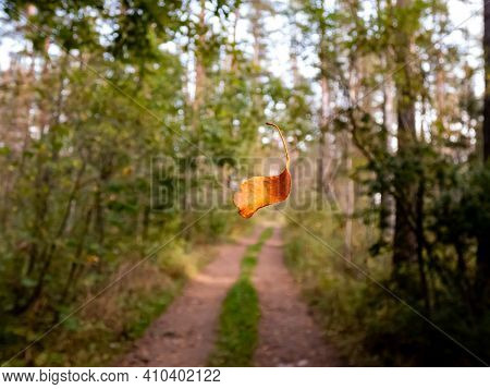Defoliation. A Single Orange And Brown Dry Leaf Falling In The Forest With Forest Road And Trees Bac
