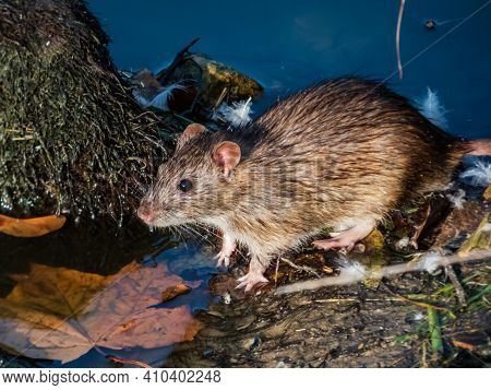 Common Rat (rattus Norvegicus) With Dark Grey And Brown Fur Between Long Grass Stems