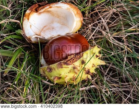Closeup View Of Fresh Horse Chestnut. Autumn Background With Ripe Brown Horse Chestnut And Prickly S