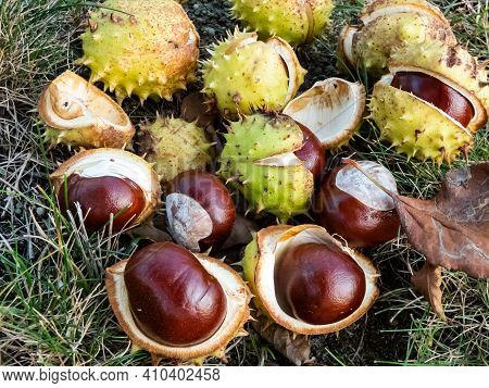 Closeup View Of Fresh Horse Chestnuts. Autumn Background With Heap Of Ripe Brown Horse Chestnuts And