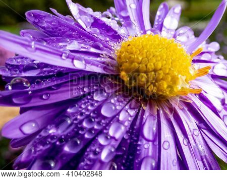 Close Up Shot Of Middle And Petals Of Blooming Purple Round Alpin Aster (aster Alpinus) Covered With