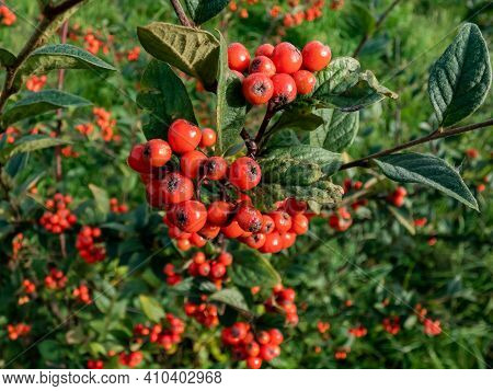 Evergreen Shrub Orange Cotoneaster (cotoneaster Franchetii) Branches Full Of Ripe Fruits With Green 