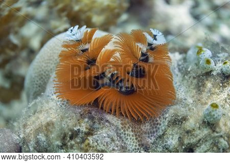 A Sea Worm (spirobranchus Giganteus) Is Like An Underwater Flower When It Spreads Its Tentacles.
