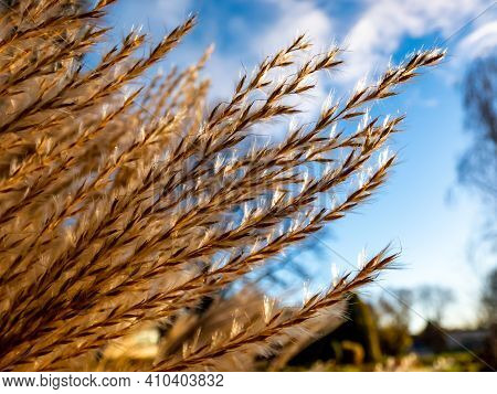 Abstract And Textured Golden Background Of Ornamental Plant Silvergrass (miscanthus) With Backlight 