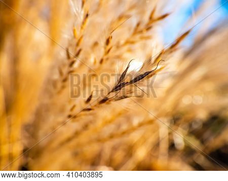 Macro Shot Of Grass Detail. Golden Background Of Ornamental Plant Silvergrass (miscanthus) With Back