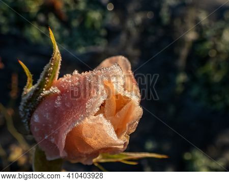 Macro Shot Of Beautiful Peach-pink Rose Blossom Covered In Morning Frost In Beautiful Golden Hour Li