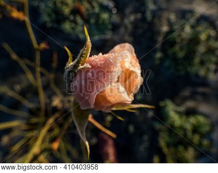 Macro Shot Of Beautiful Peach-pink Rose Blossom Covered In Morning Frost In Beautiful Golden Hour Li