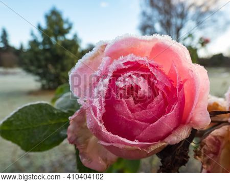 Macro Shot Of Beautiful Frozen Pink Rose Covered With Early Morning Frost Crystals With Garden And B