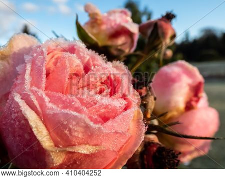 Macro Shot Of Beautiful Frozen Pink Roses Covered With Early Morning Frost Crystals With Garden And