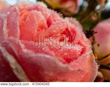 Macro Shot Of Beautiful Frozen Pink Rose Covered With Early Morning Frost Crystals