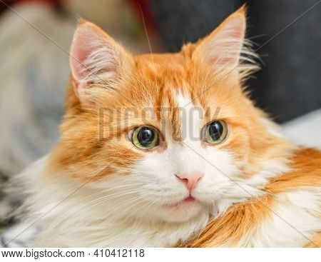 Surprised Green Eyes Of Real Beautifu Homel Adult Red Cat