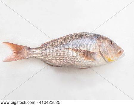 A Big Dentex In A Fish Market On Ice. Common Dentex (dentex Dentex).