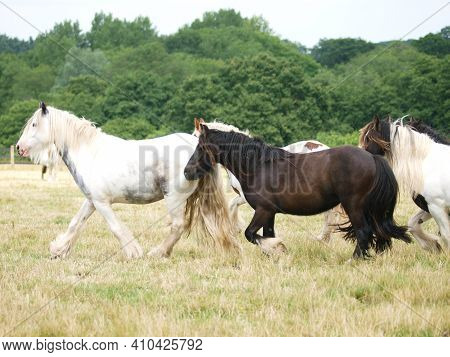 A Herd Of Unkept Looking Ponies Trot Through A Paddock.