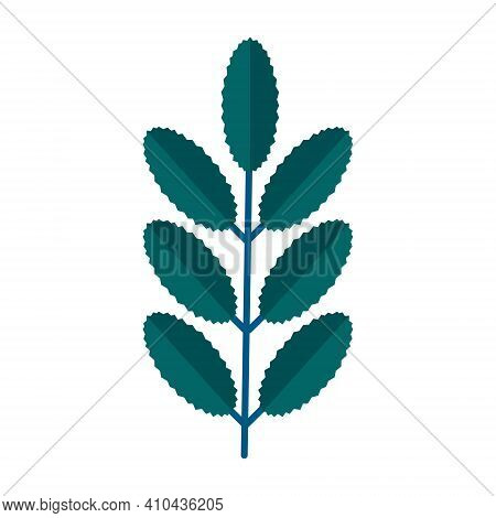 Simple Minimalistic Green Branch Of Rowan Tree With Leaves. Floral Collection Of Elegant Plants For 