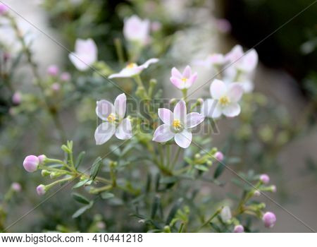 Blossoming Boronia In The Spring In The Garden