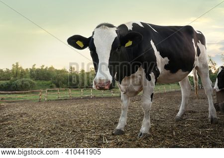 Pretty Cow In Cattle Pen On Farm. Animal Husbandry