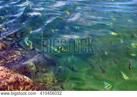 Above Transparent Clear Blue Rippling Sea Surface With Coral Reef Below On A Summer Day. School Of E