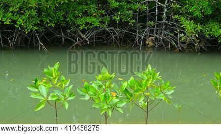 The Virgin Mangrove Forest In The South Of Thailand In Phangnga Province With Exotic Whimsical Plant
