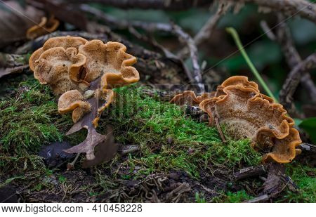 Bracket Fungi On A Tree Trunk With Green Moss In Autumn